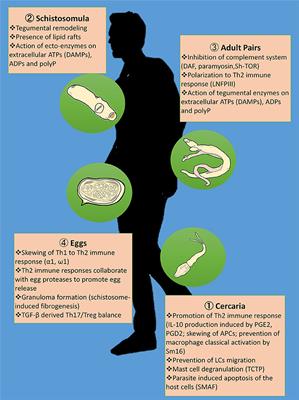 Behind Enemy Lines: Immunomodulatory Armamentarium of the Schistosome Parasite